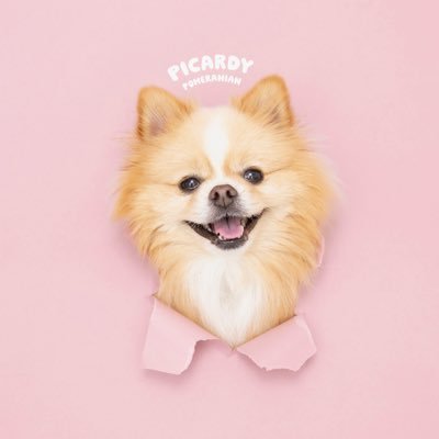 ポメのピカルディ's profile picture