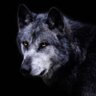 Zx_79C's profile picture