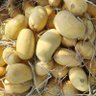 Фото профиля Laxmireddy