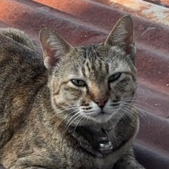 charinmeow's profile picture
