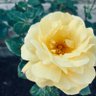 Poppy ponnu's profile picture