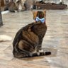 Sparrow's profile picture