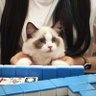 Profilbild von 念念與安