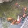 咸蛋君 的头像