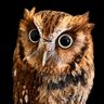 申し子 profil fotoğrafı