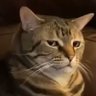 Profilbild von Bruno