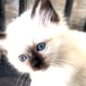 Profilbild von Maya__Mayo