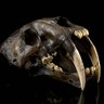 Big Extinct Cat's profile picture