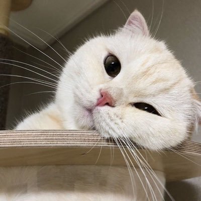 bartiseven's profile picture