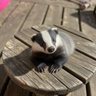 CuriousBadger profil fotoğrafı