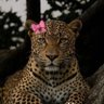 Amanda 🌺 profil fotoğrafı