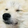 えくぼ·͜· 的头像