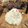 ノンノン 的头像