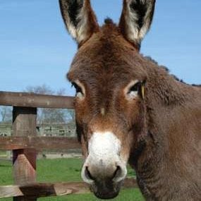 Vigorro Abrucena's profile picture