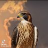 🕌ديرتي🕌's profile picture
