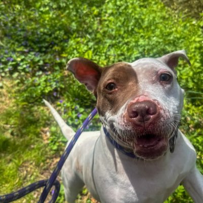Adopt Storm & Friends's profile picture