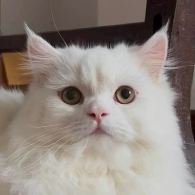 โยโย่'s profile picture