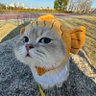 ppstill 的头像