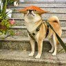 战无不胜 profil fotoğrafı