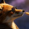 Sfoxjedi's profile picture