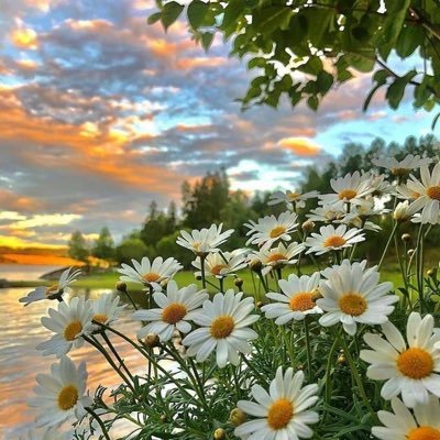 kaow_si's profile picture