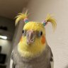 Profilbild von Blodium
