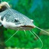 Фото профиля Pond Fish