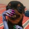 Profilbild von Vera pinscher