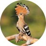 Tawfiq Saad's profile picture