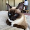 All 9 Lives Matter's profile picture