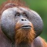 Фото профиля Oranguchan