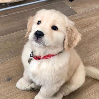 Pplakwong's profile picture