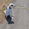 Profilbild von だすとる犬