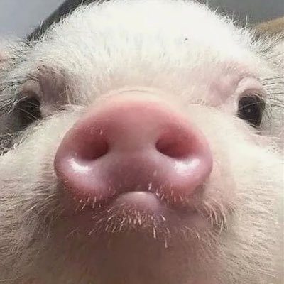 ᴊsꜰᴏʀ♡︎ slow mode's profile picture