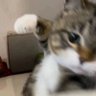 まさ 的头像