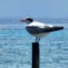 Mr Bird's profile picture
