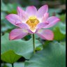 蓮(れん) profil fotoğrafı