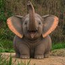 🐘 profil fotoğrafı