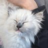 Mohammed7474's profile picture