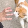 ねこにごはん profil fotoğrafı