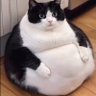 e Dedaria profil fotoğrafı