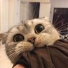 SᴏғɪᴀY ˖꒰🐰꒱˖ ˖ profil fotoğrafı