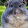 偉鴿 profil fotoğrafı
