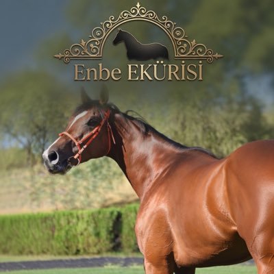 enginbekir's profile picture