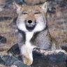 Profilbild von 何北丘