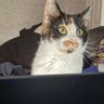 katus's profile picture