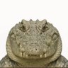 Stussy's profile picture