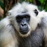 Profilbild von Da Great White Ape
