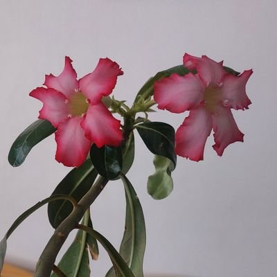 violesafricanZ's profile picture