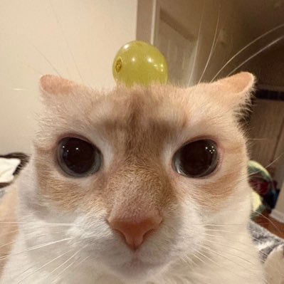 droodbug's profile picture